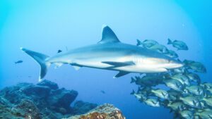 Photo shows a whitetip shark with a school of fish in the background. Hawaii just became the first U.S. state to ban shark fishing.