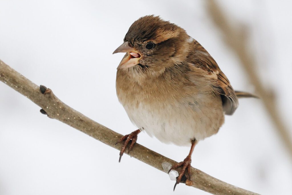 Photo shows a sparrow sat on a branch.