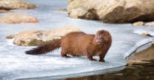 A mink stands on ice next to rocks