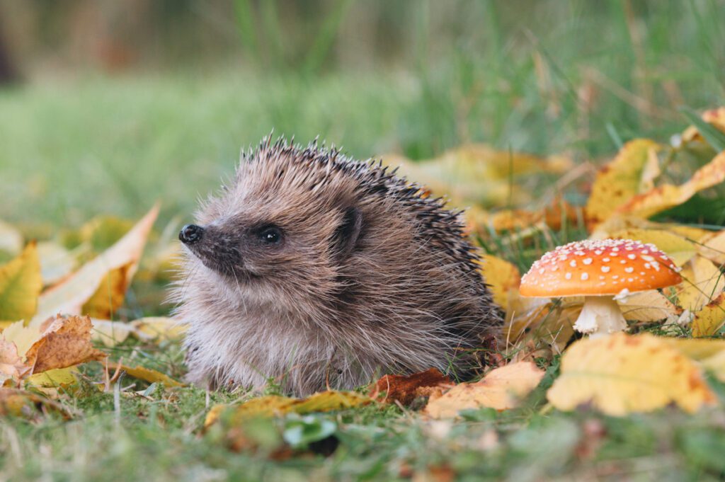 Photo shows a hedgehog in the grass next to mushrooms.