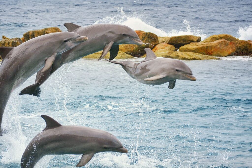 Four dolphins jump out of the sea