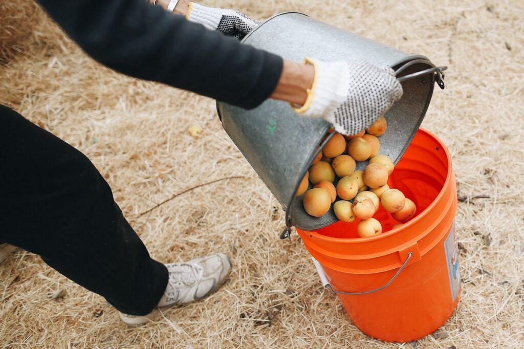 Urban Foraging Group Collects Fruit Off Private Property