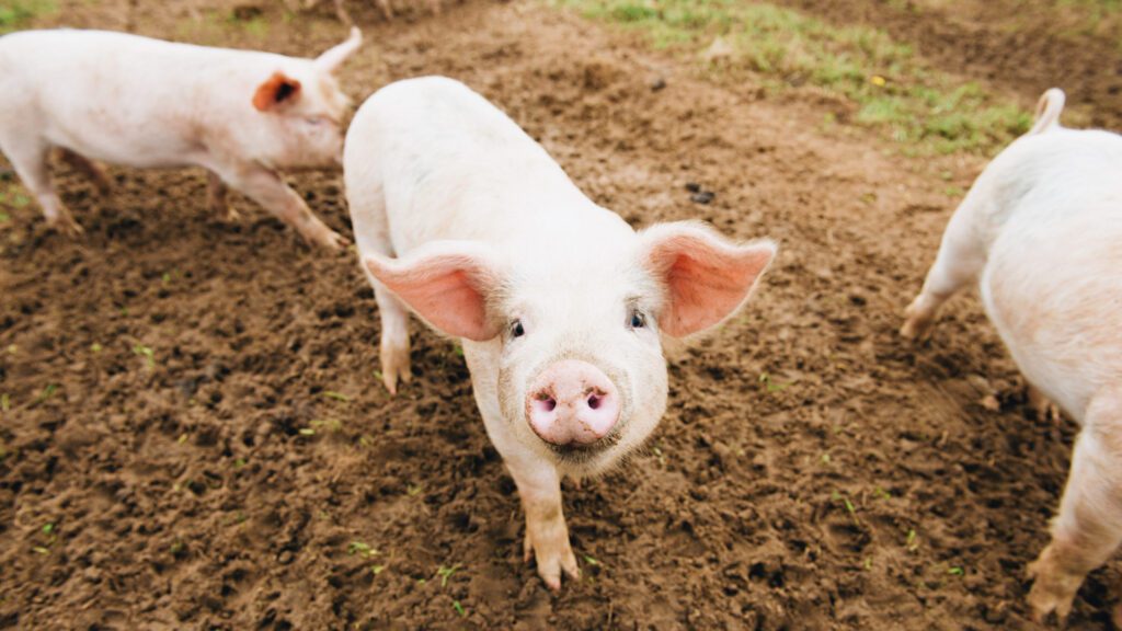 Photo shows a happy-looking pig staring straight into the camera. Just how do pigs communicate? A new study has developed an algorythm to translate their verbalizations.