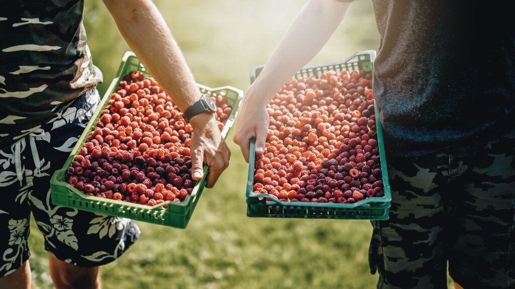 Photo shows two individuals on a farm, holding baskets full of raspberries